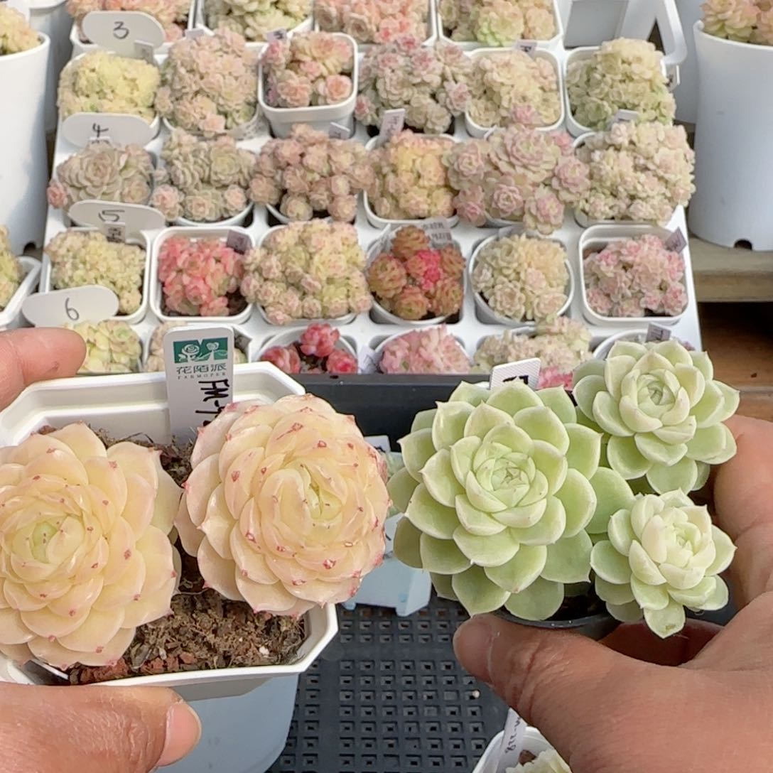 【闪购商品】0130-132（fm-9-2）