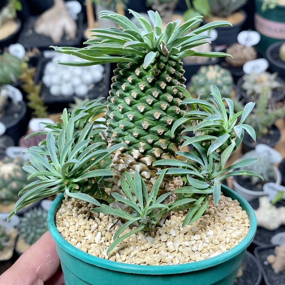 146号实生铁甲麒麟 高度9cm