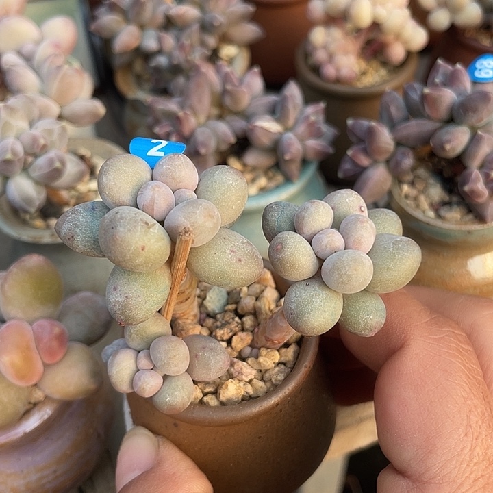 奶尖 带盆发货 4口盆