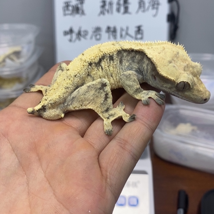 睫角守宫2025.12.13四十五