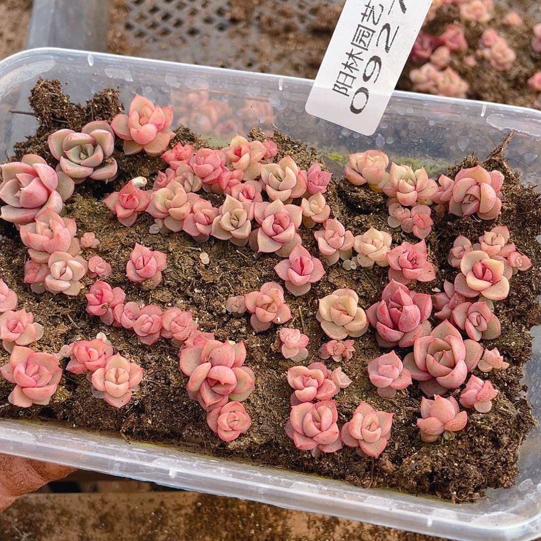 多肉植物多肉植物927