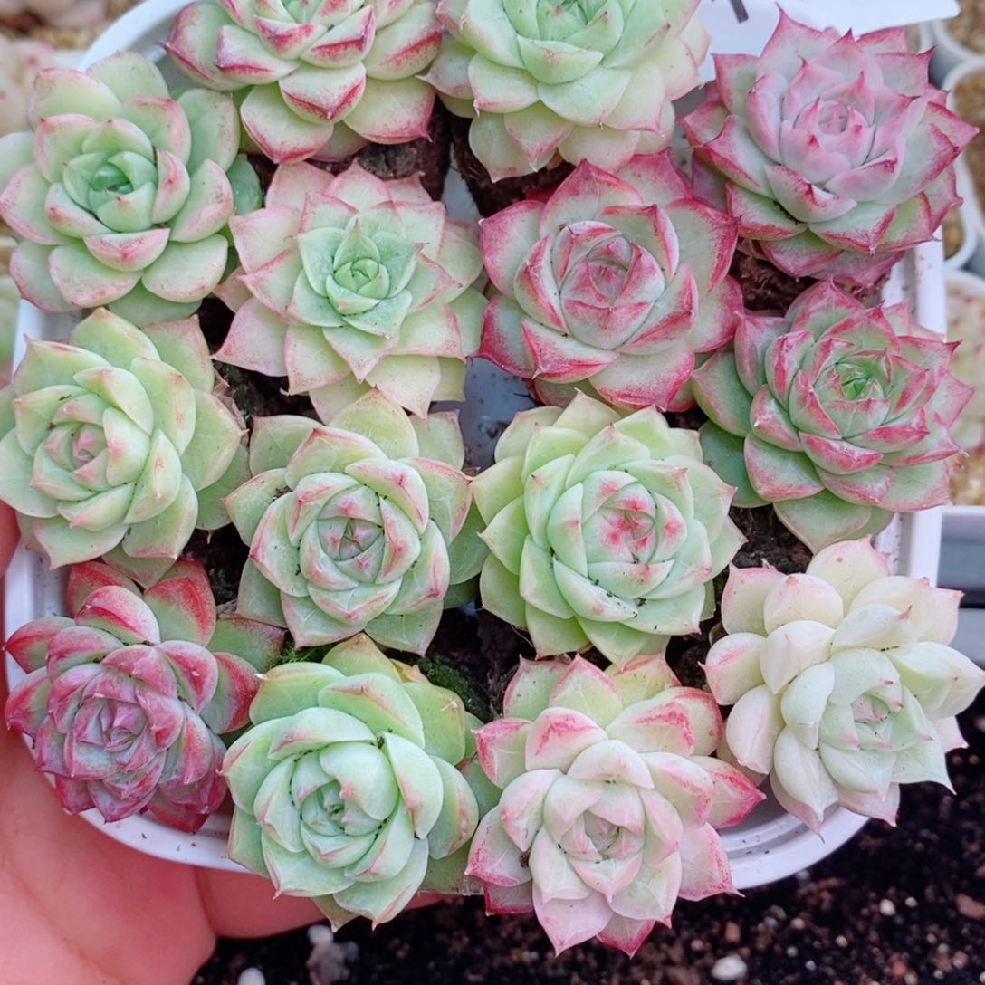 1-75 新疆西藏内蒙不发12.8包邮2-3公分多肉