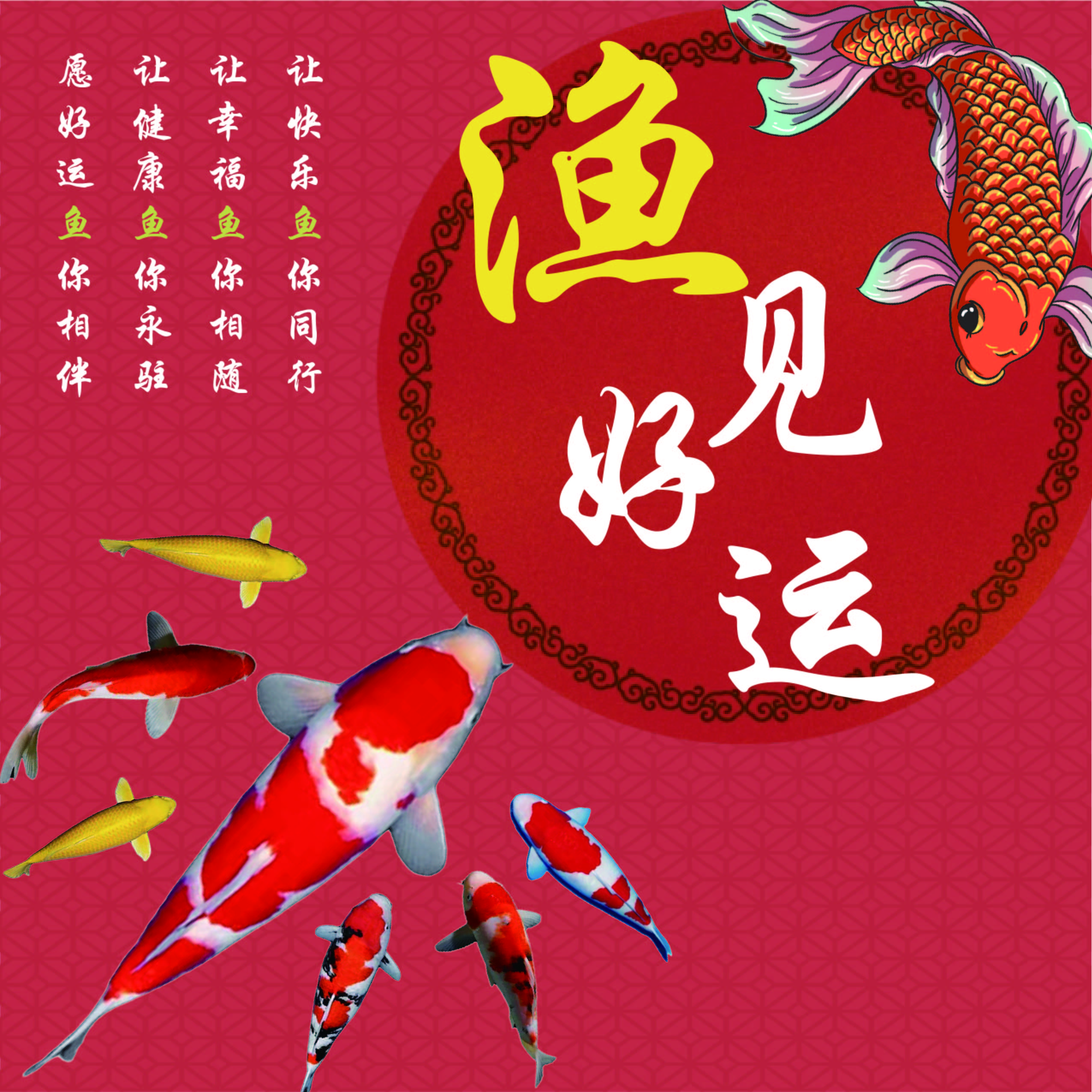 【不包邮】红白大正三色锦鲤