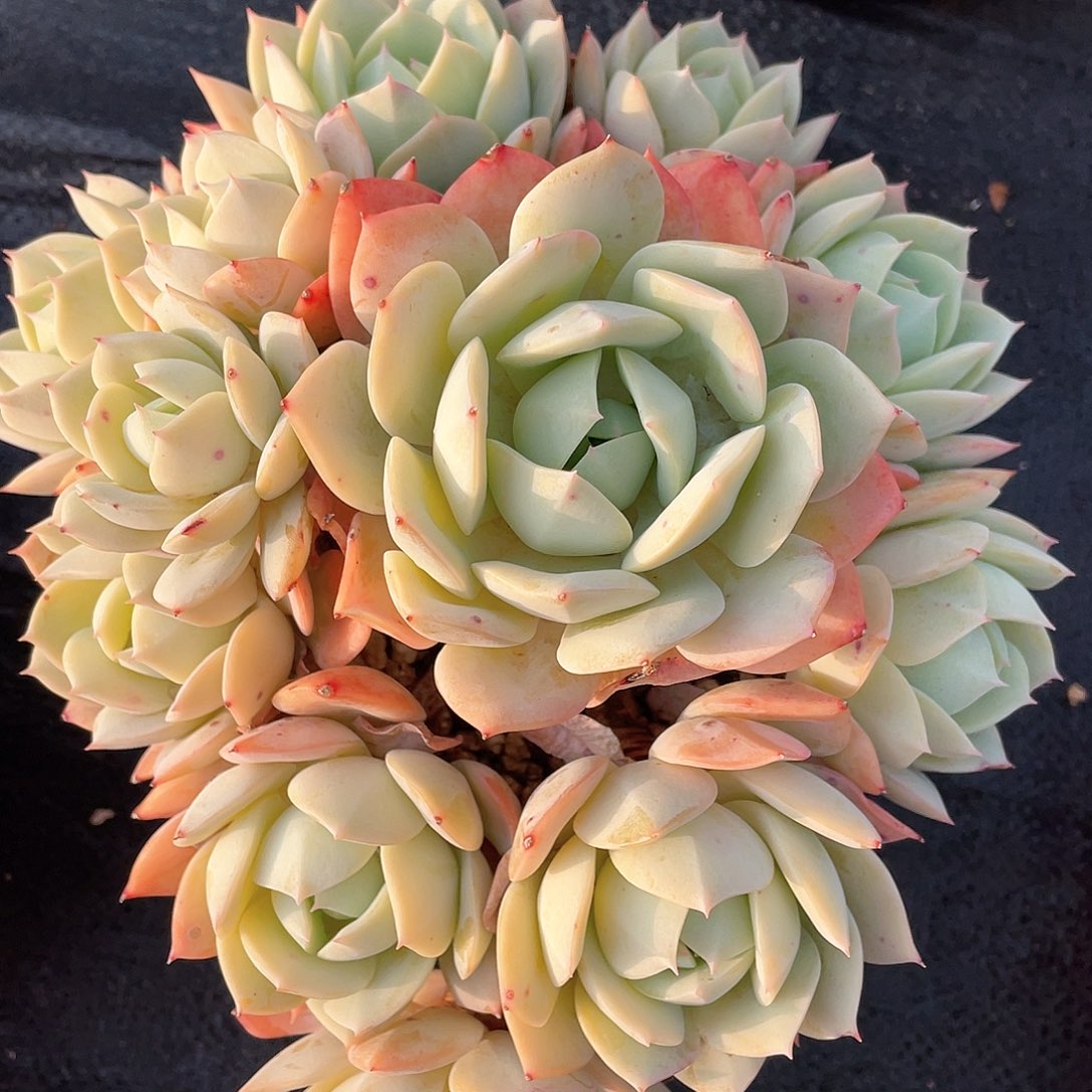 奚*多肉植物一物一拍