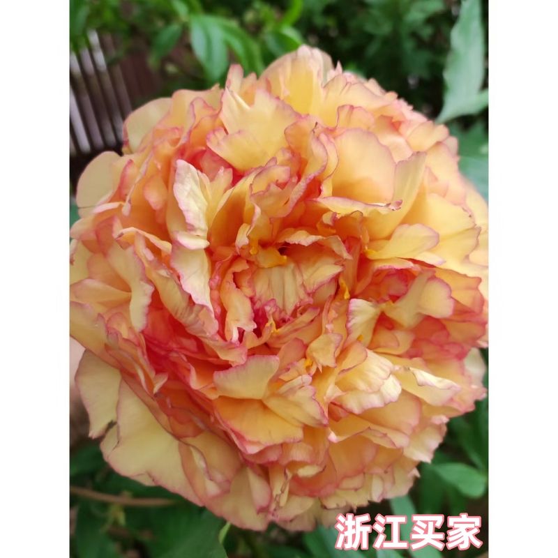 正宗菏泽金阁牡丹苗重瓣大花耐寒好养适合植物室内外种植花卉庭院