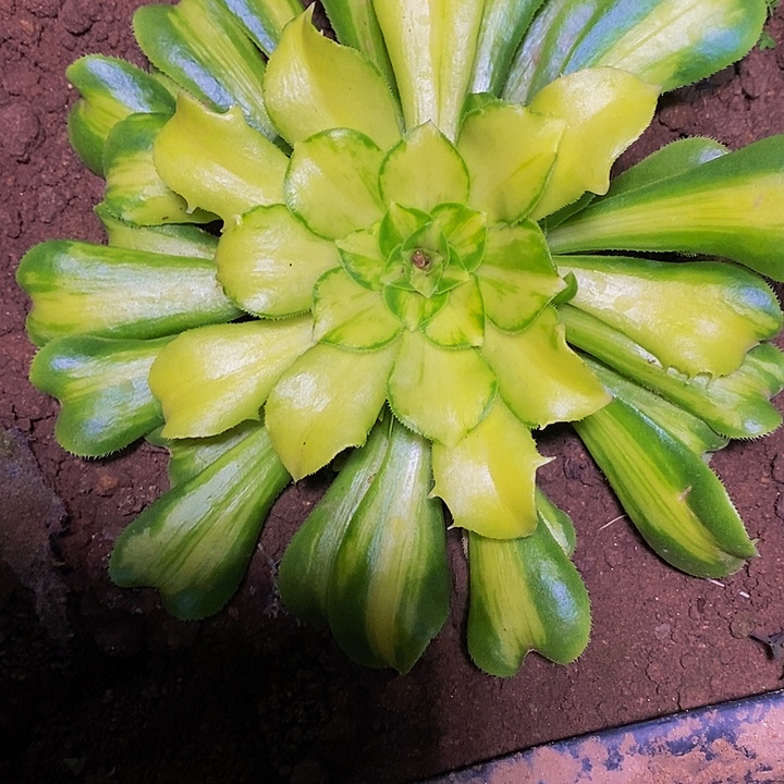 多肉植物保护研究所