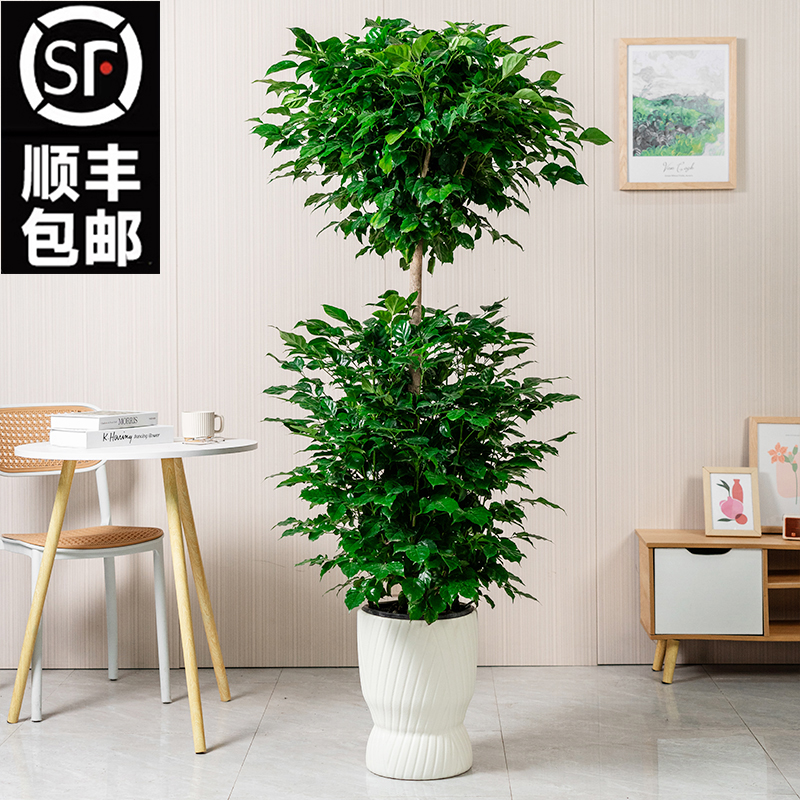 【顺丰送货上门】1.5米-1.7米大2层幸福树绿宝树室内大型绿植盆栽