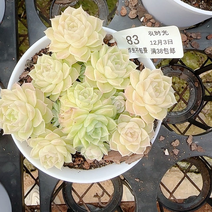 悠***球1203-83（优选麦杆）