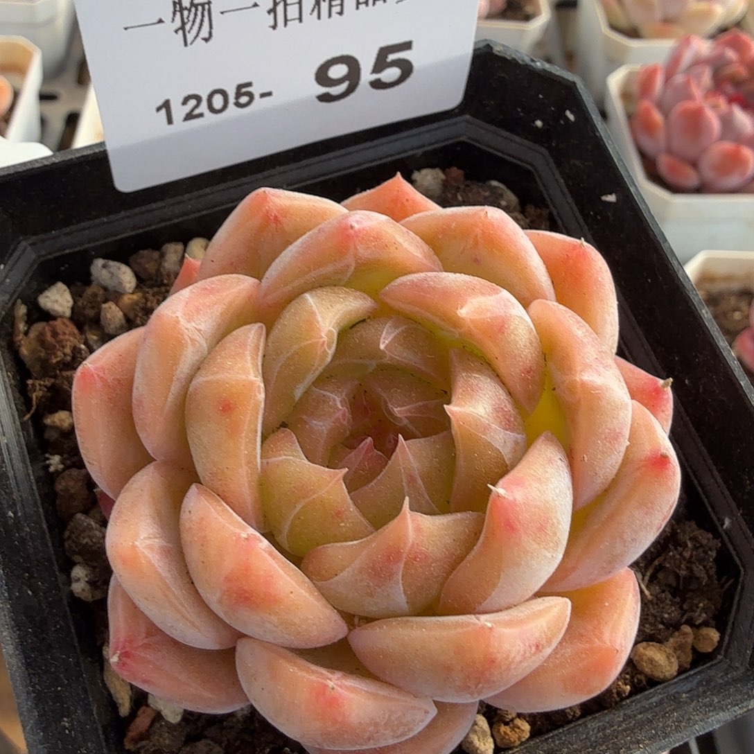 1205-95单颗多肉一物一拍