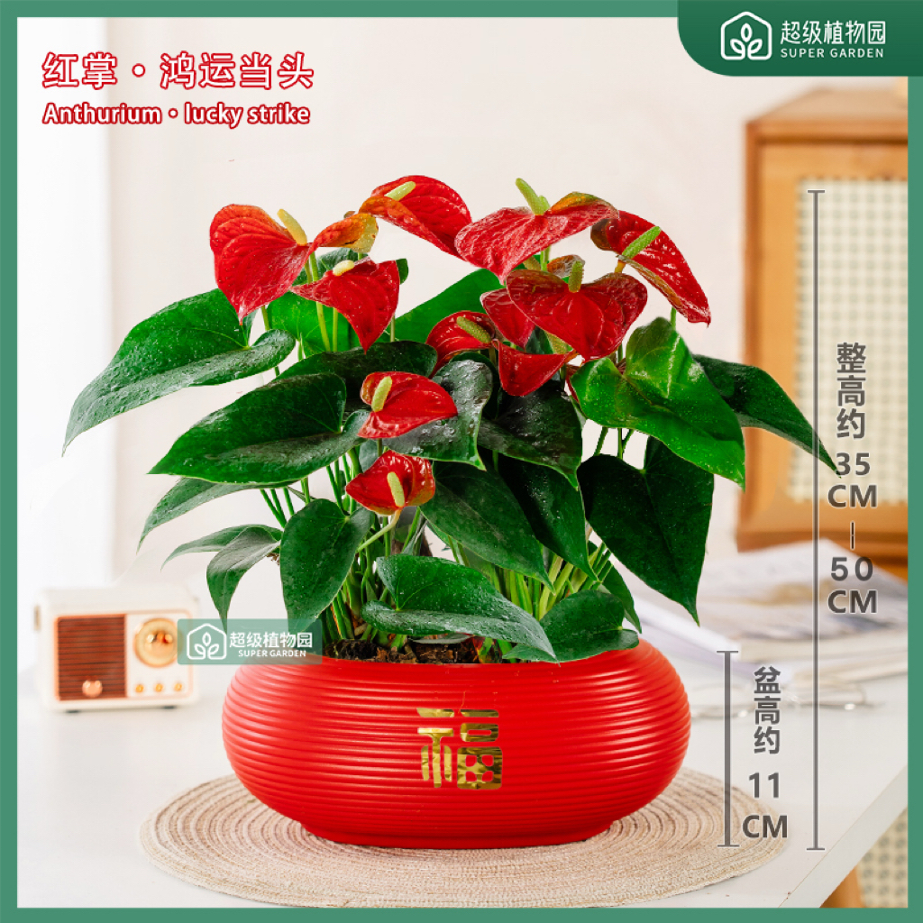 【带花发货】红掌花卉盆栽室内客厅四季开花办公净化空气绿植8-16朵