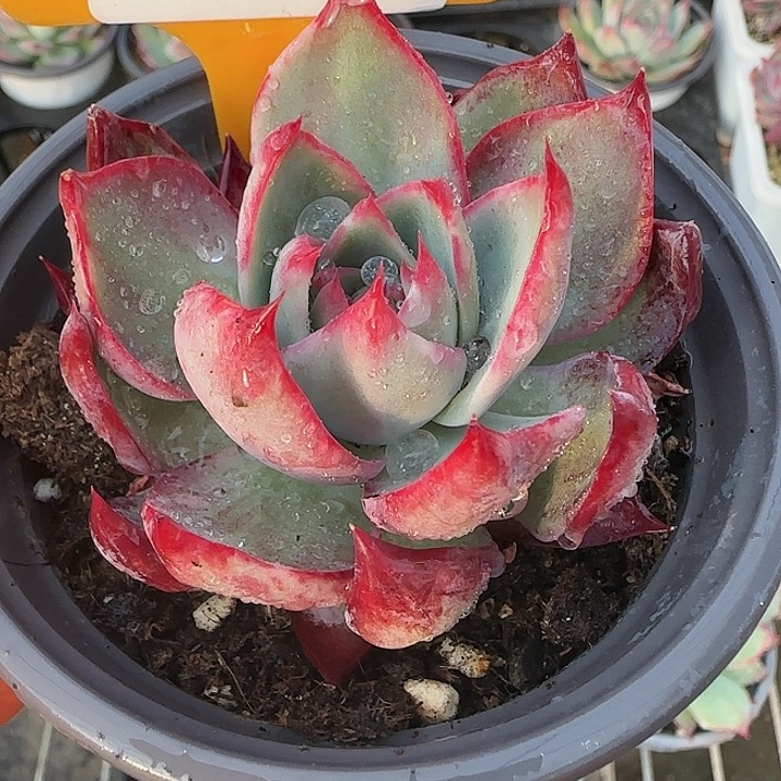 82 惊鸿仙子多肉植物6-9cm