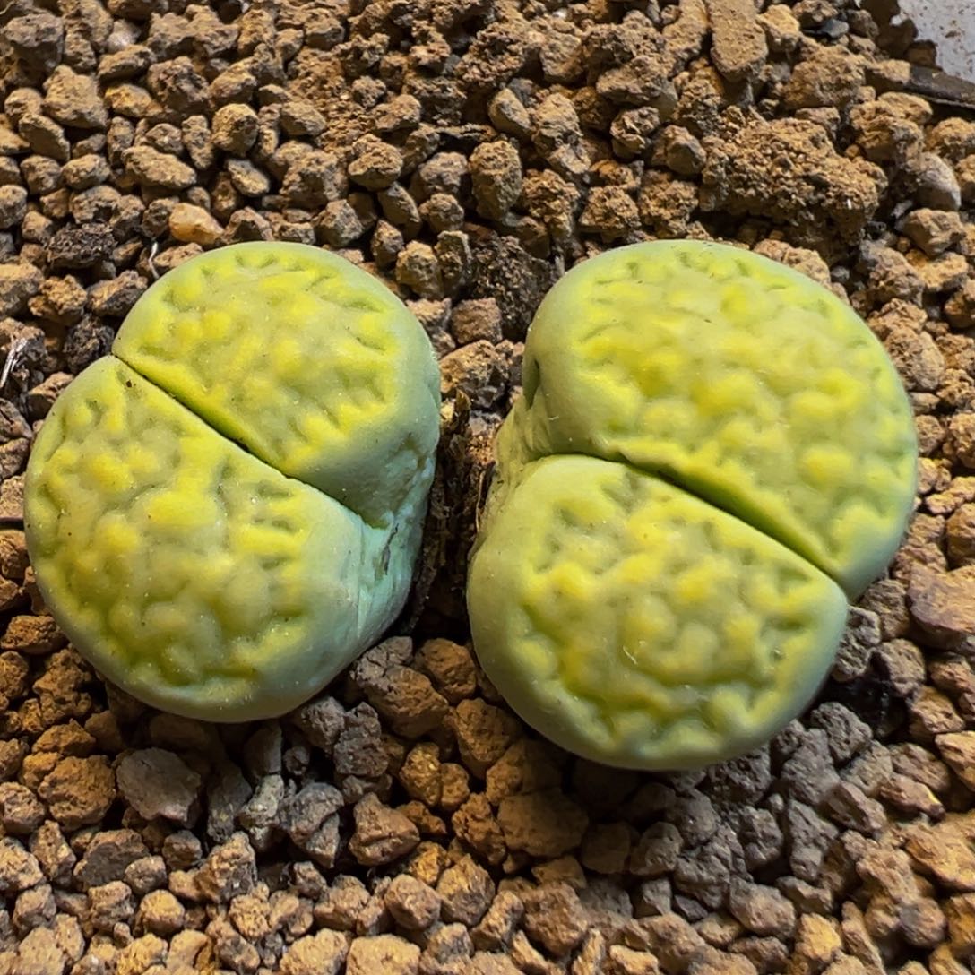 51多肉植物百科知识