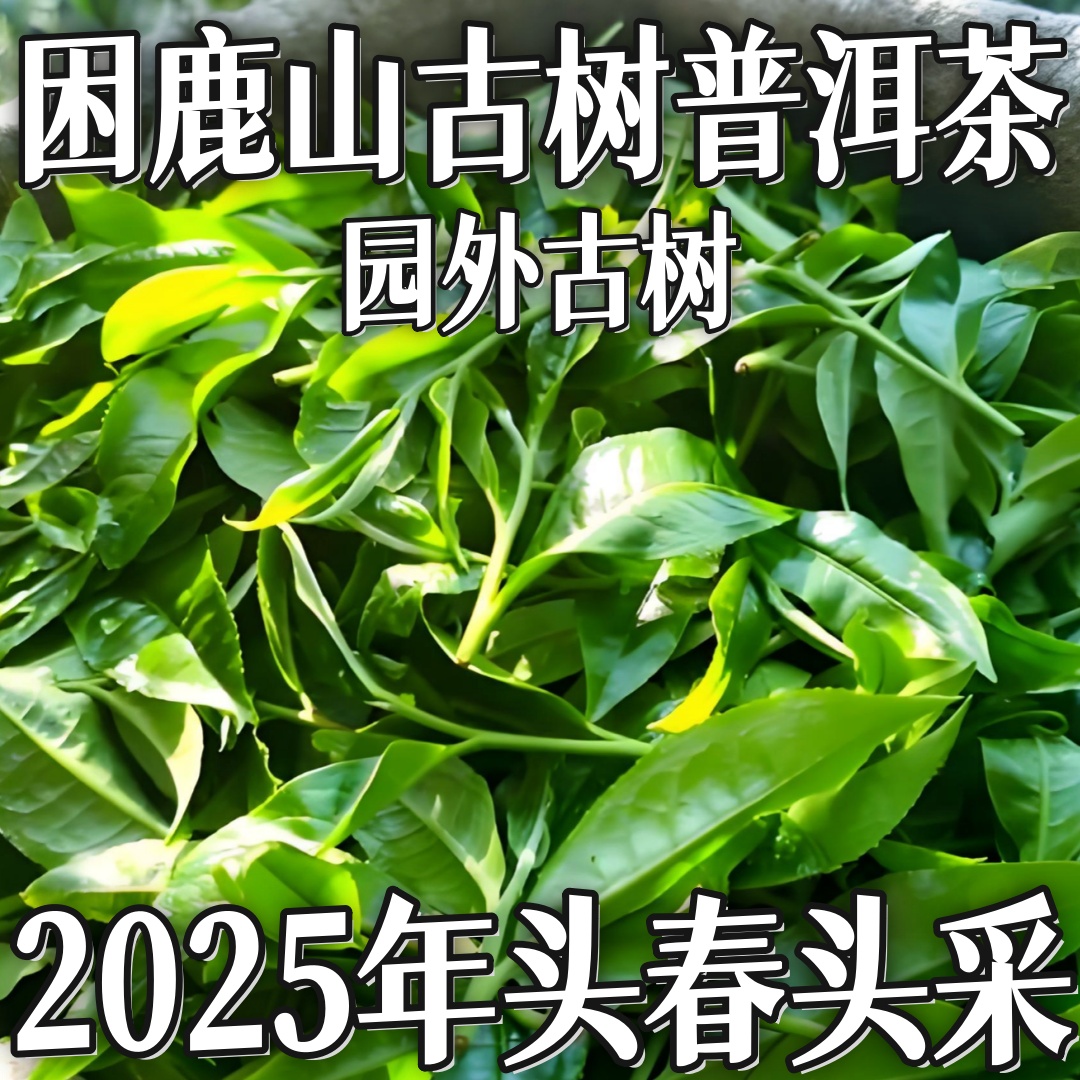 云南普洱茶2025年困鹿山园外古树茶生茶头春生茶散茶100克