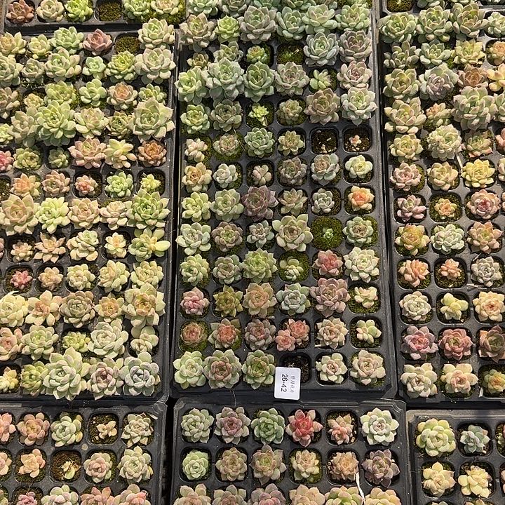 26-42未选育珍妮绿色一盘量拍