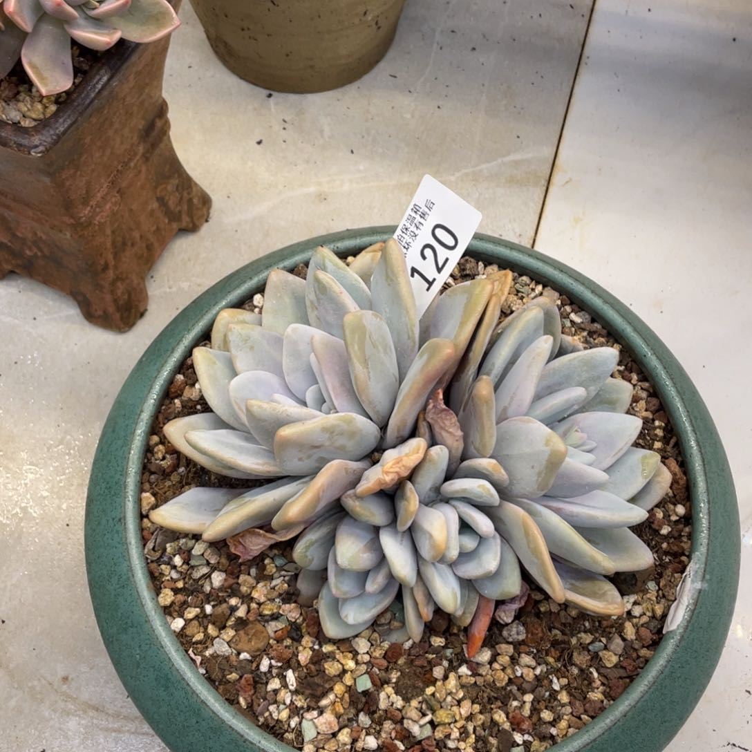 黑大帅多肉120粉兔