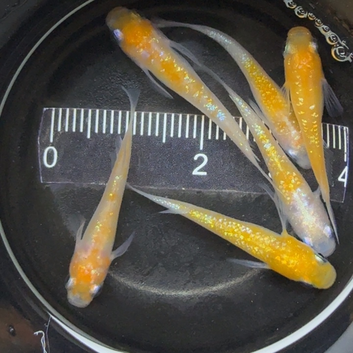 青鳉鱼王华40号青鳉