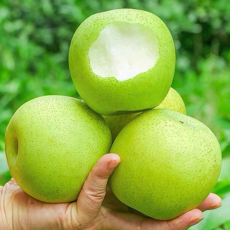 2025砀山青皮皇冠梨5/9斤整箱包邮当季头茬新鲜梨子水果