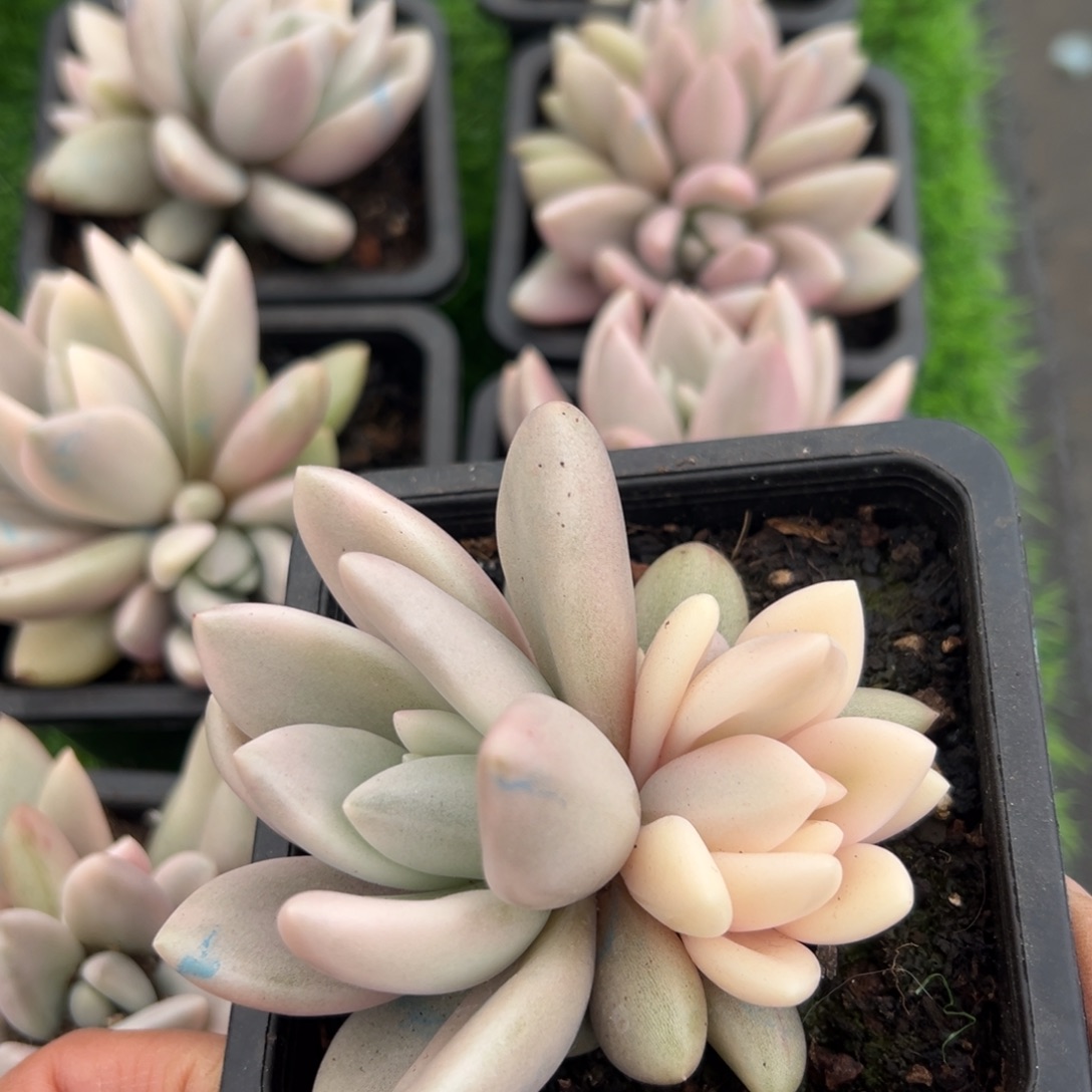 桃花源的粉锦群生一颗