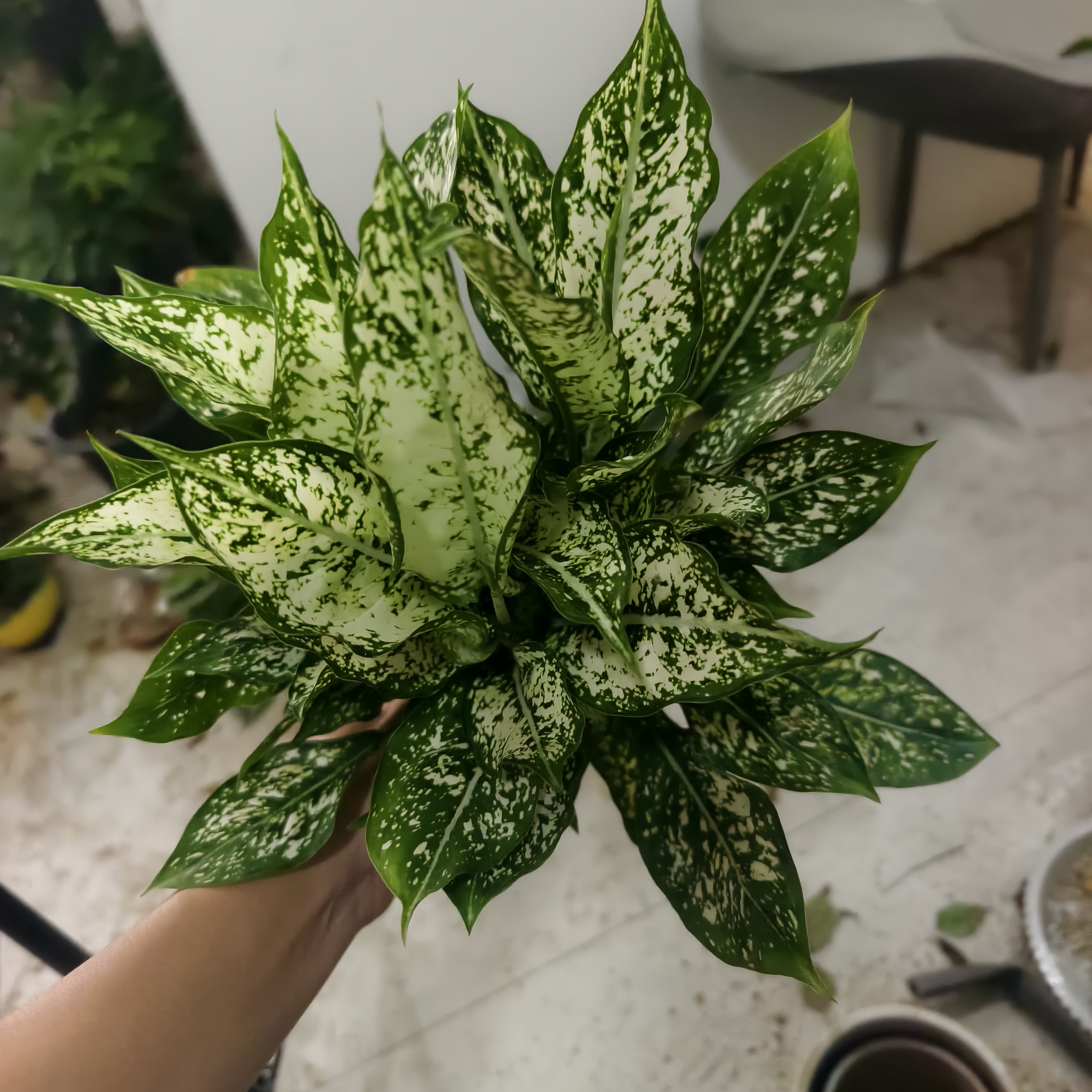 万年青（防小人出门保平安）
