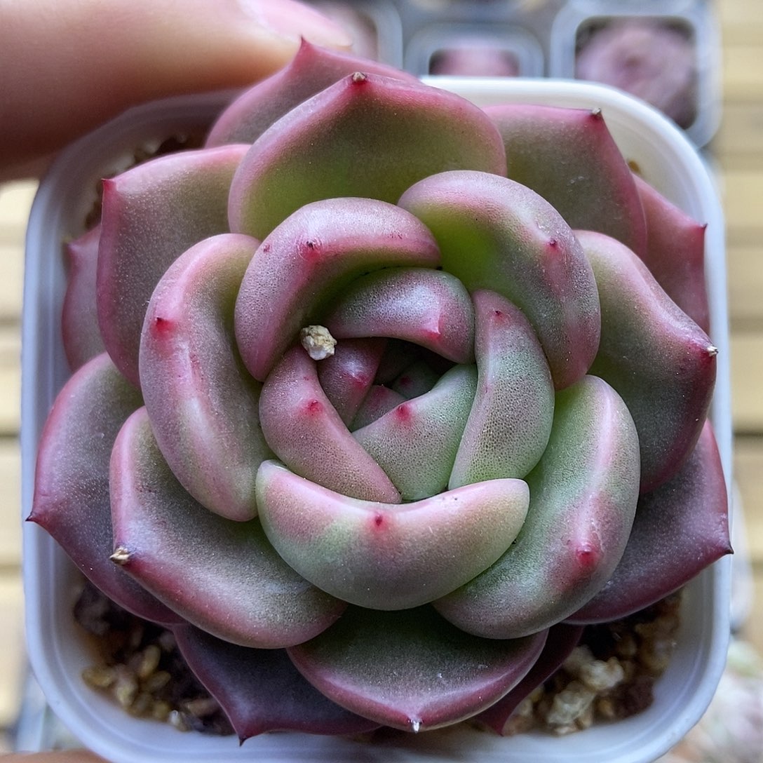 一物一拍一单包邮 149