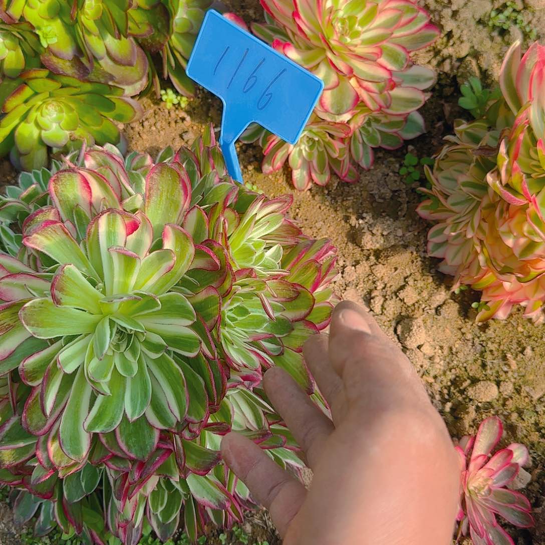 乐*1166海王多肉哦哦哦哦哦