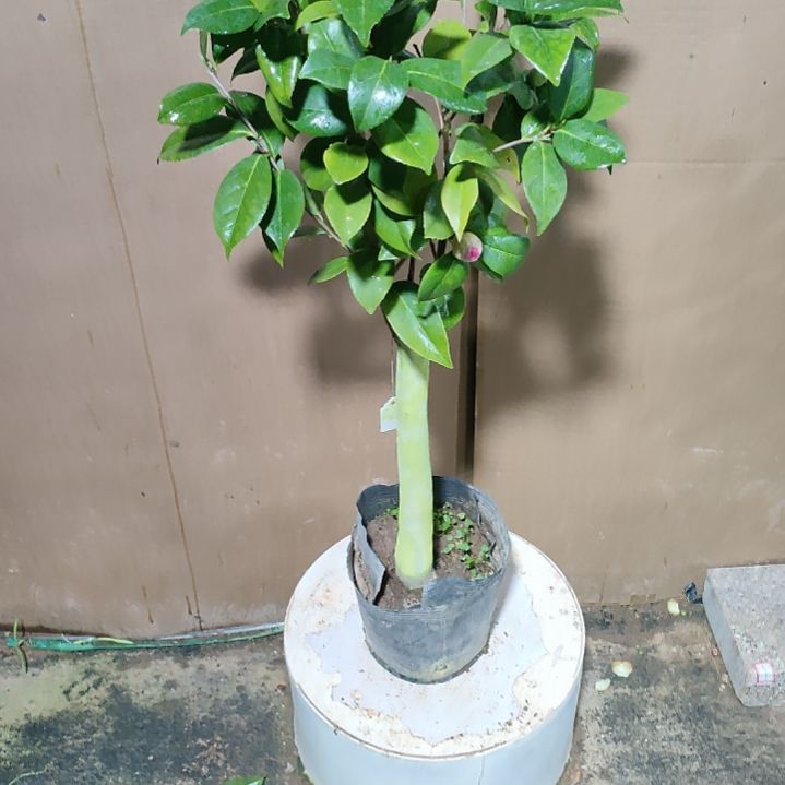 749心愿，原盆原土发货，不包邮