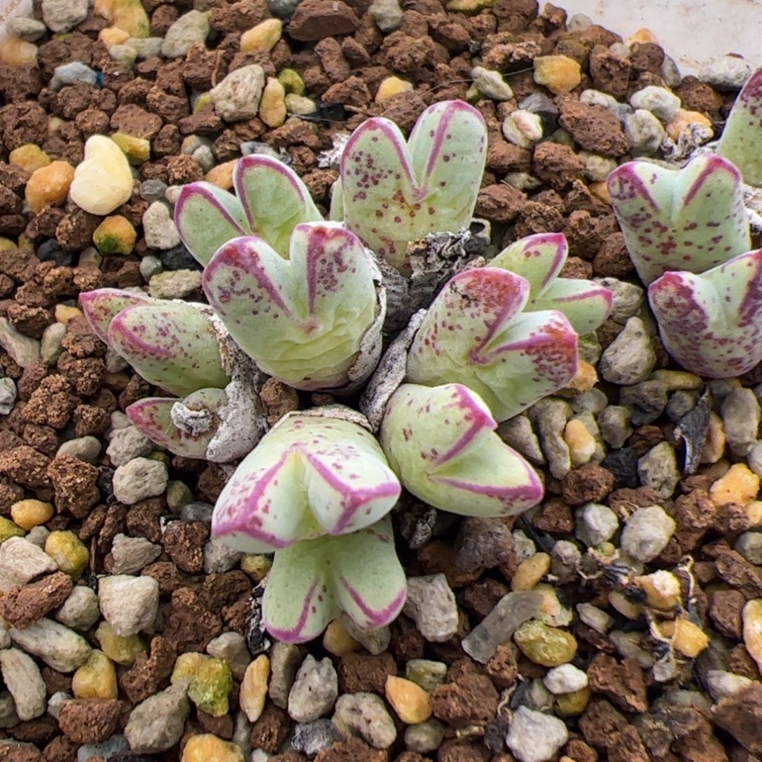 0159号猪脚 多肉植物