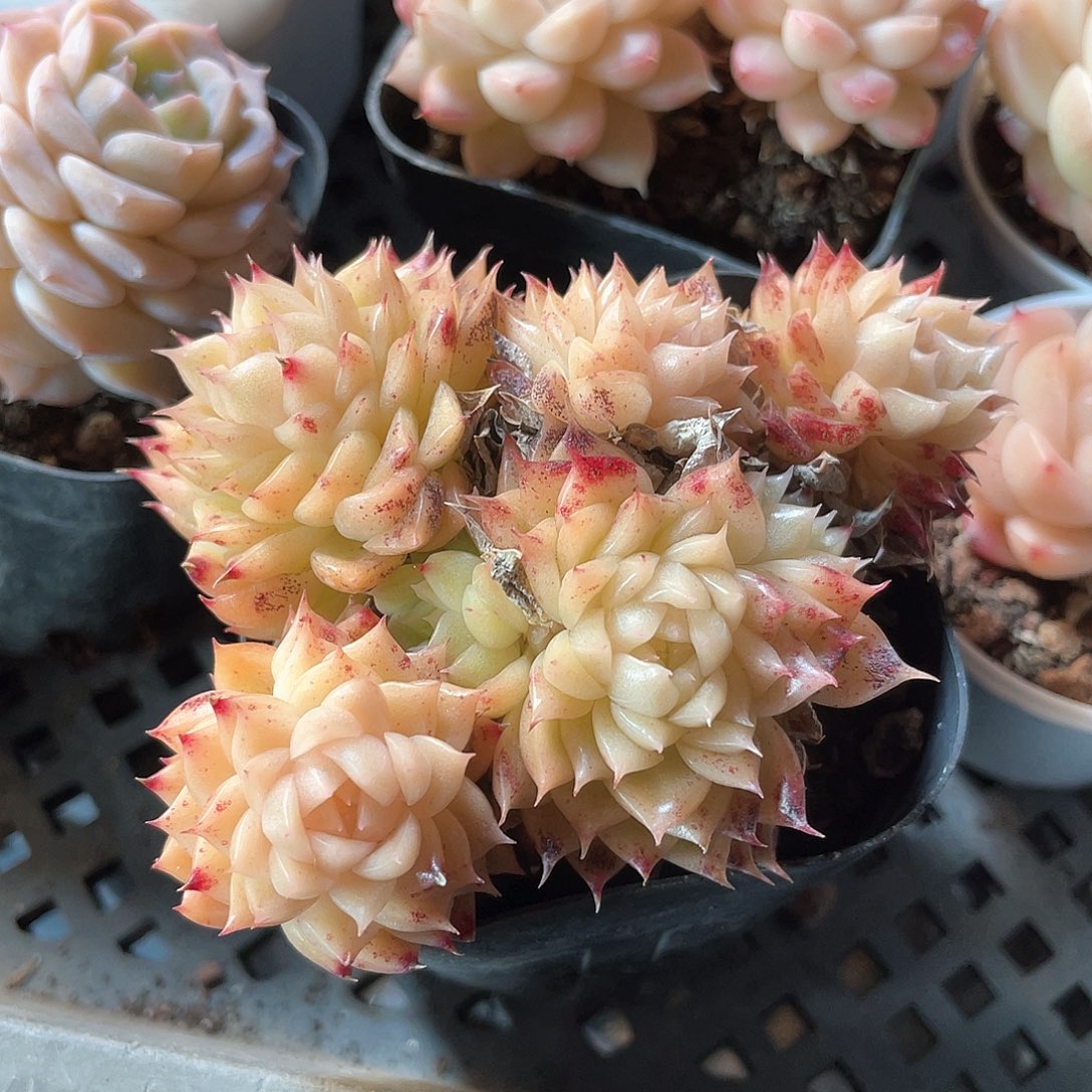 优选麦秆福利691