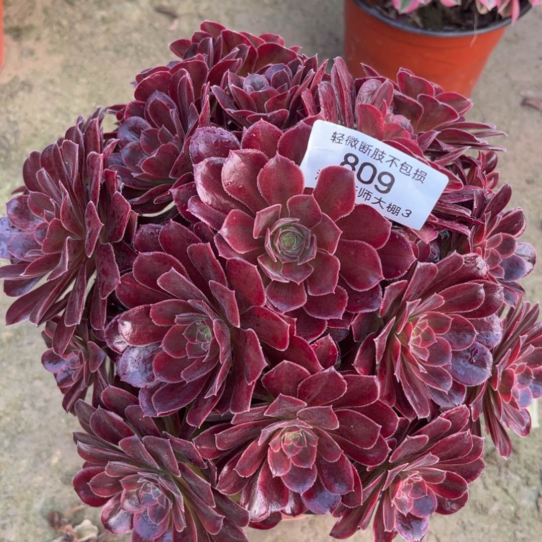 809金丝缕多肉植物法师