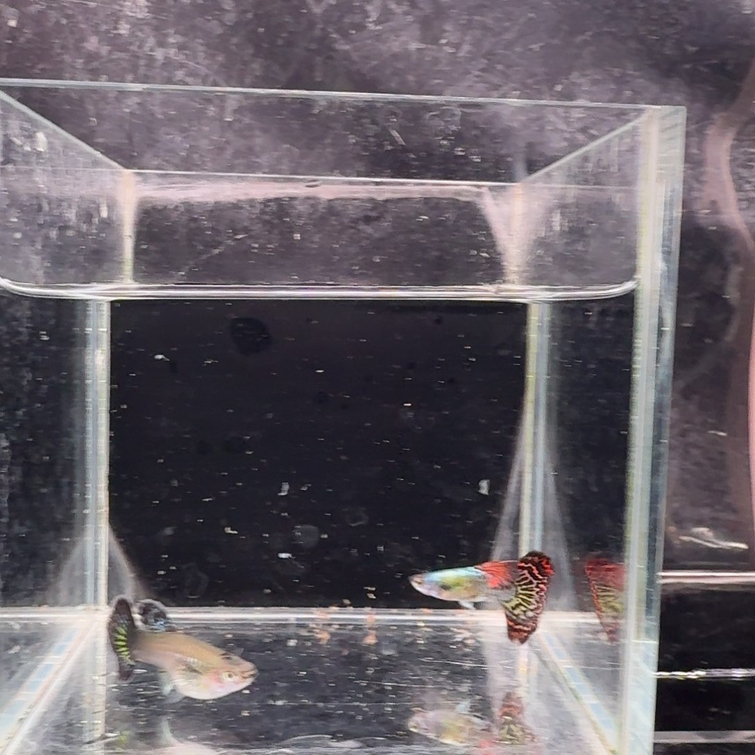 孔雀鱼大背红龙1对