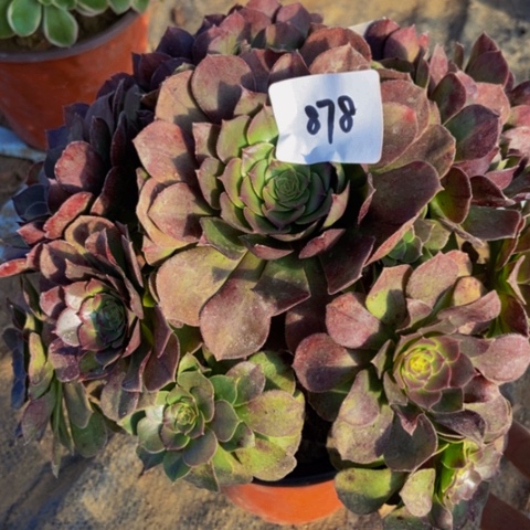 万圣节缺水了 878多肉