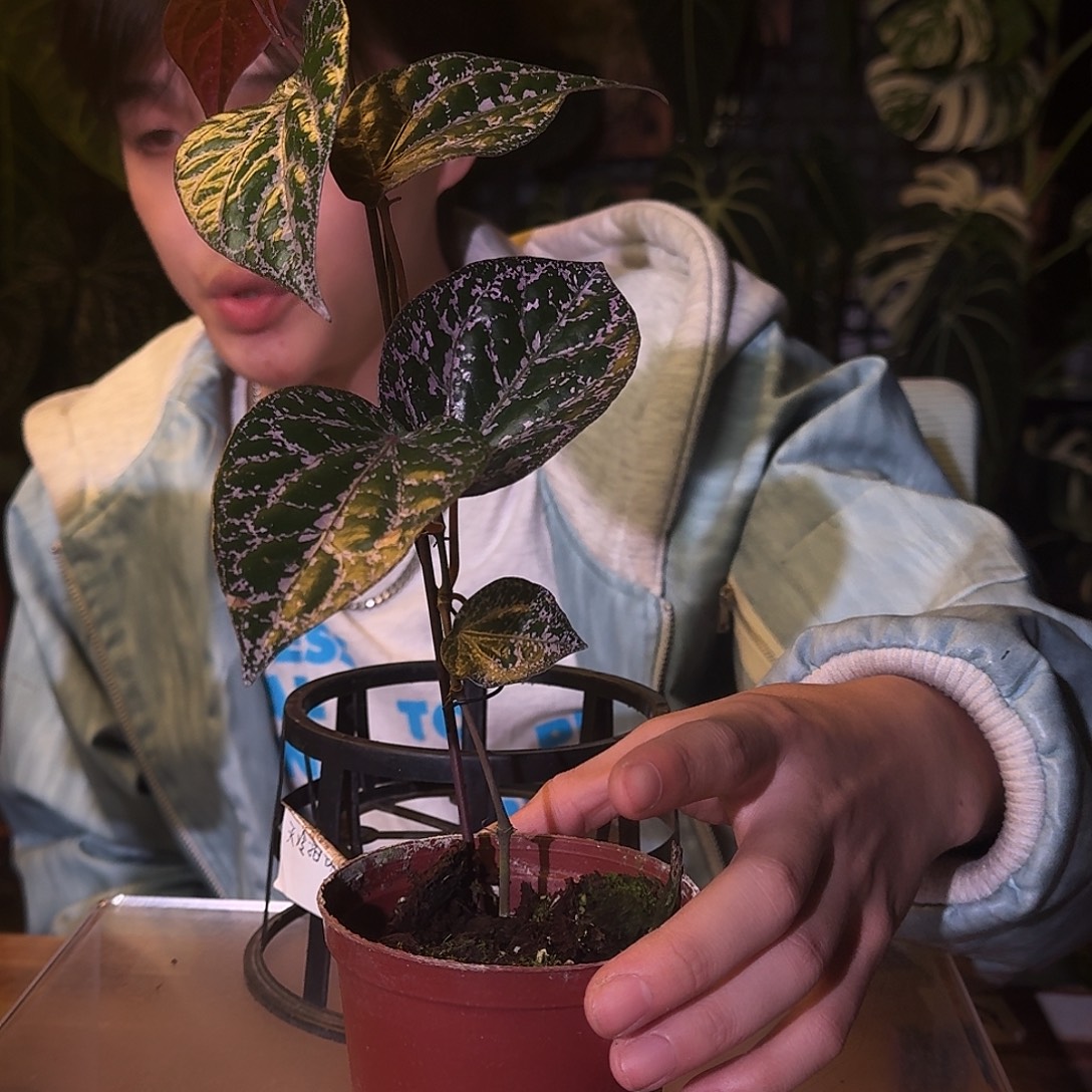 不开花植物M175瑰丽胡椒