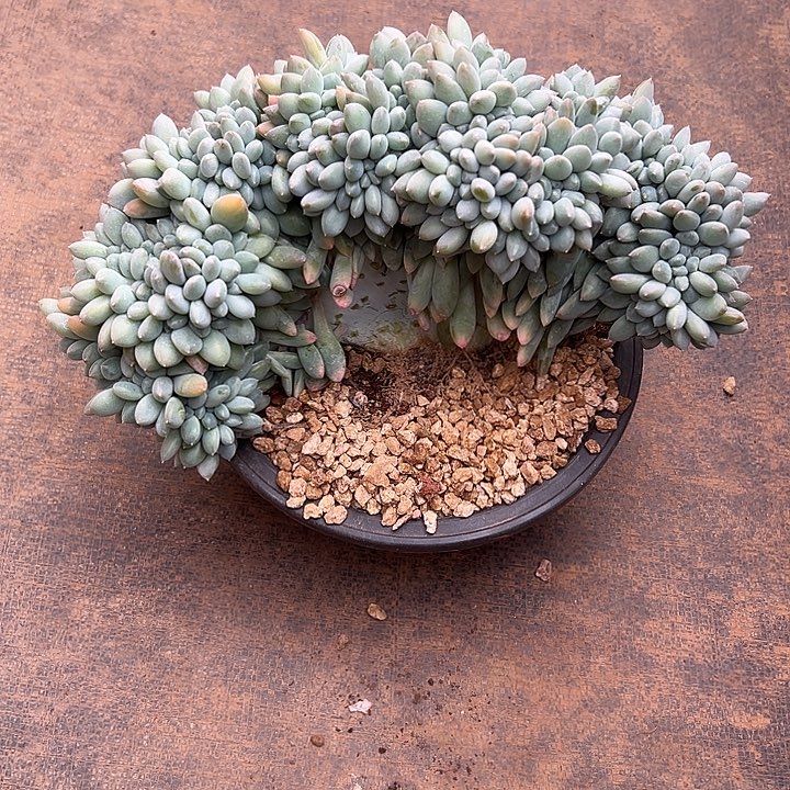 M***n超大奶糖群生缀化多肉