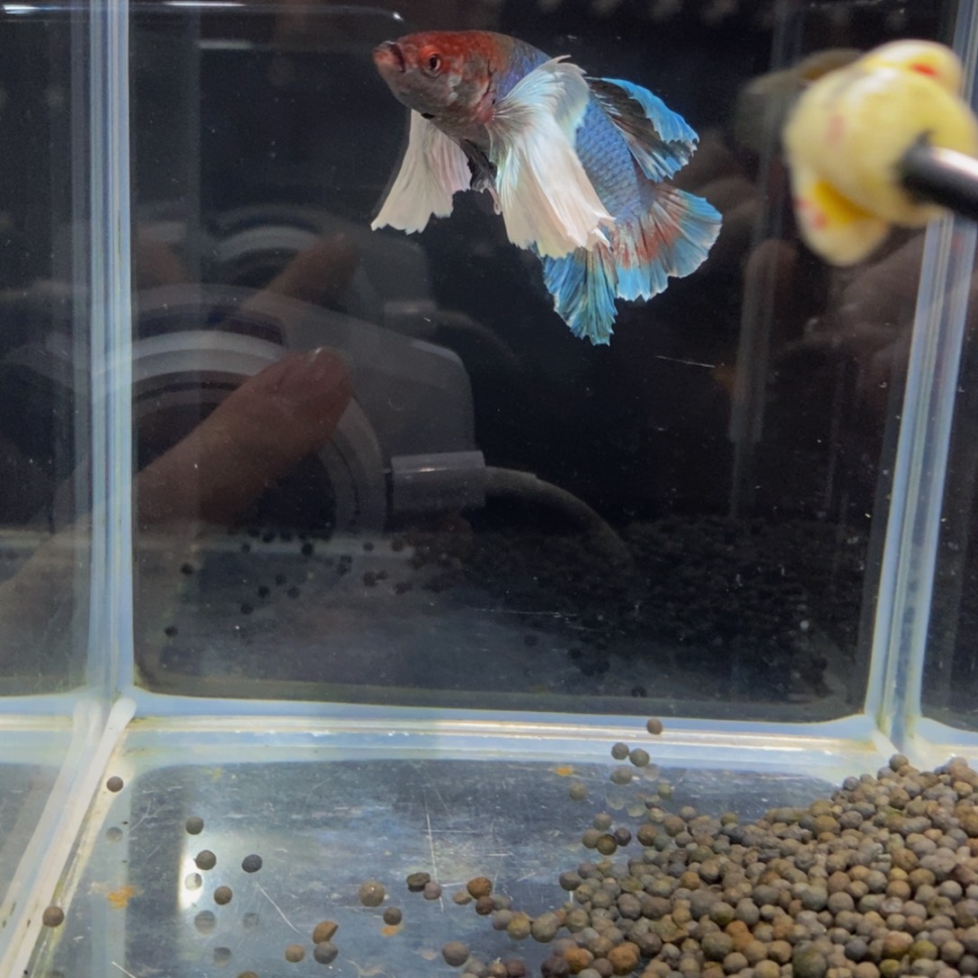 斗鱼374巨斗11111