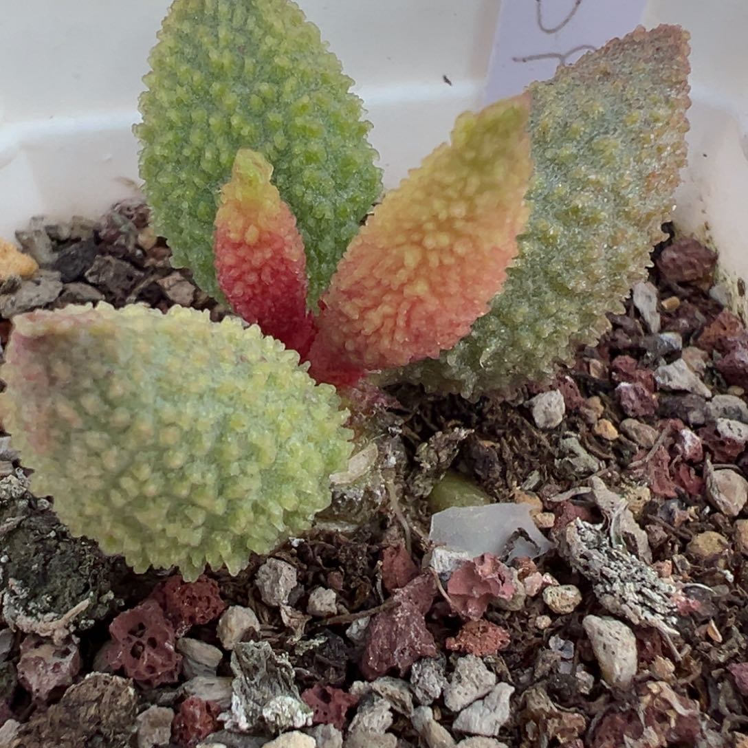 实生新品单头纯木质桩多肉植物