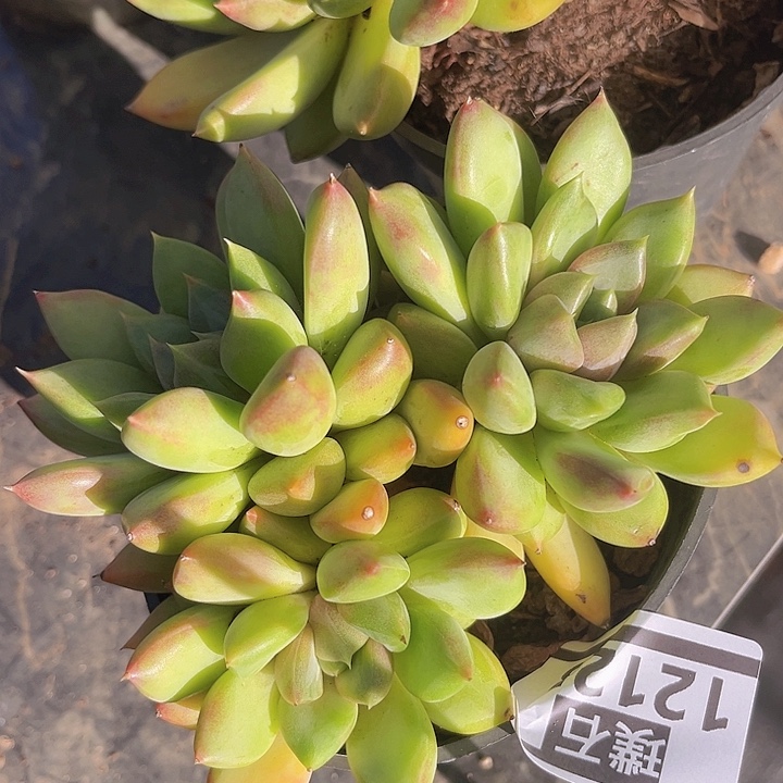 红象牙12123多肉植物