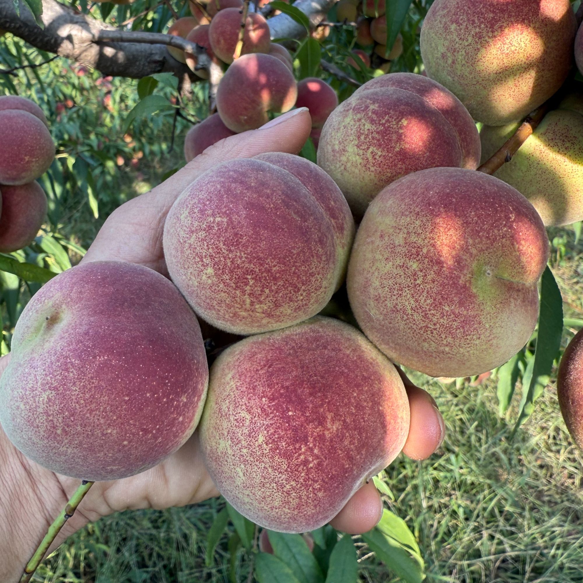 青州蜜桃老品种小山桃脆甜小毛桃子新鲜现摘孕妇水果脆桃子