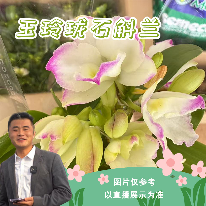 【云】3020玉玲珑春石斛好养易活懒人盆栽开花好养花期长室内室外