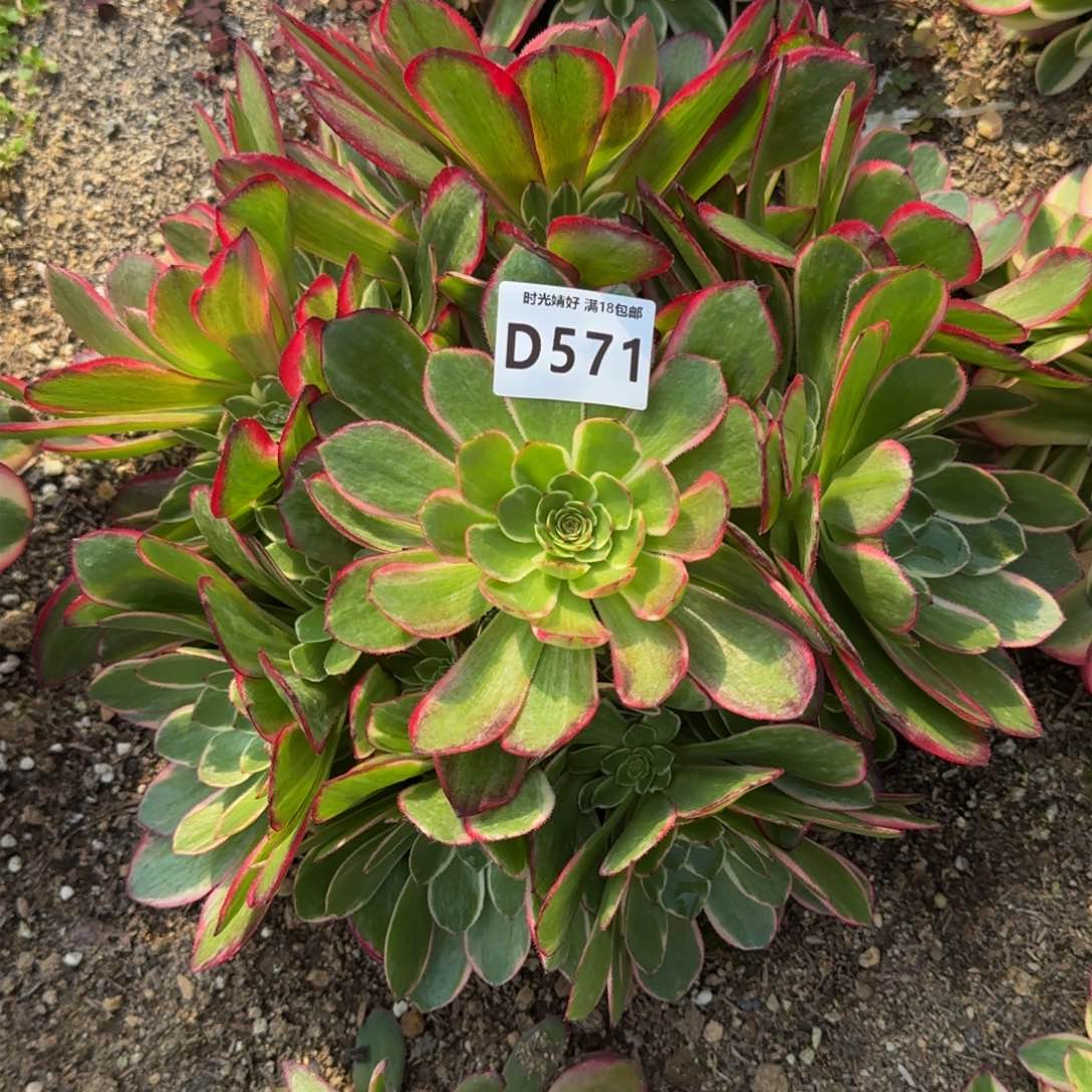 571粉花妖多肉植物