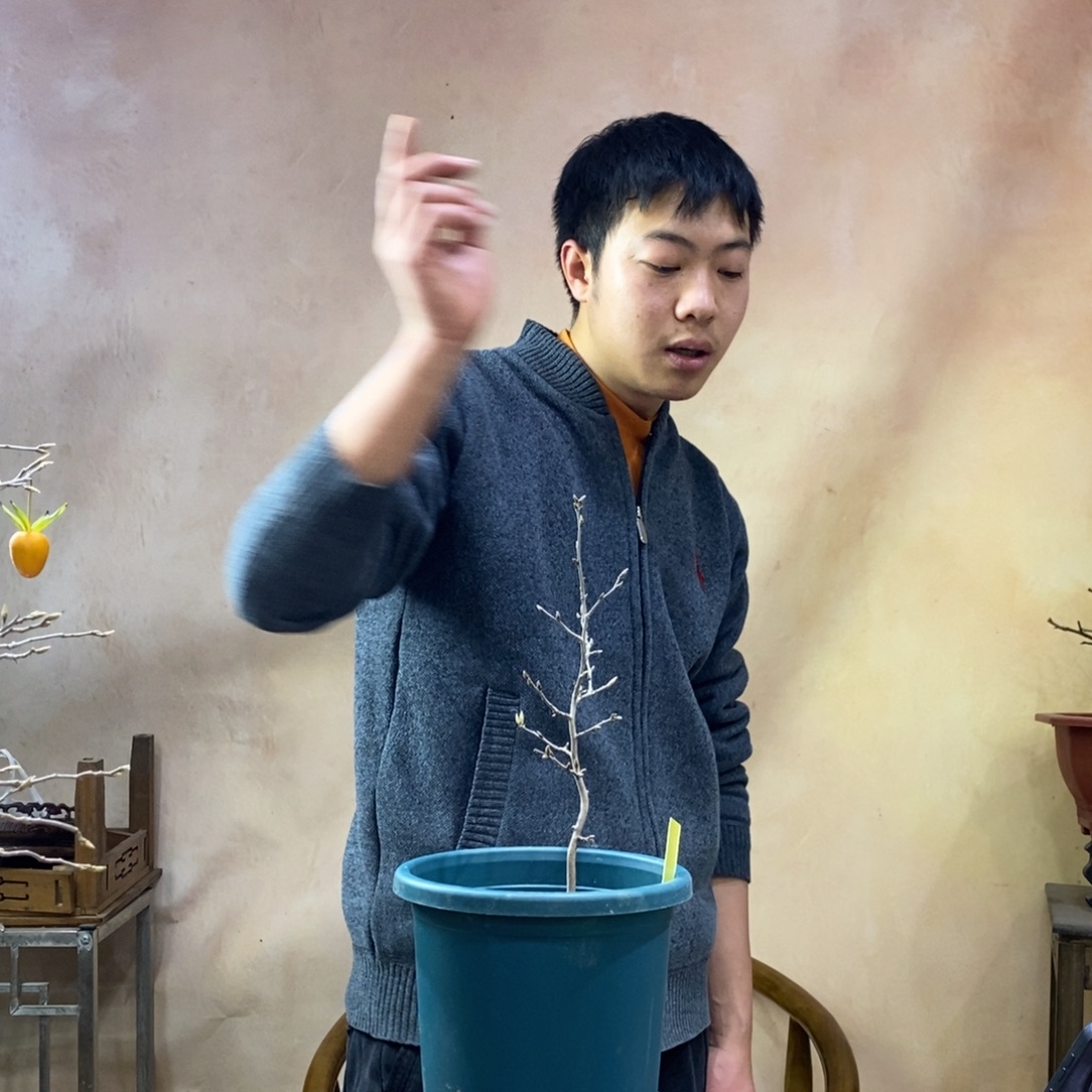 黄精灵原生小树老鸦柿
