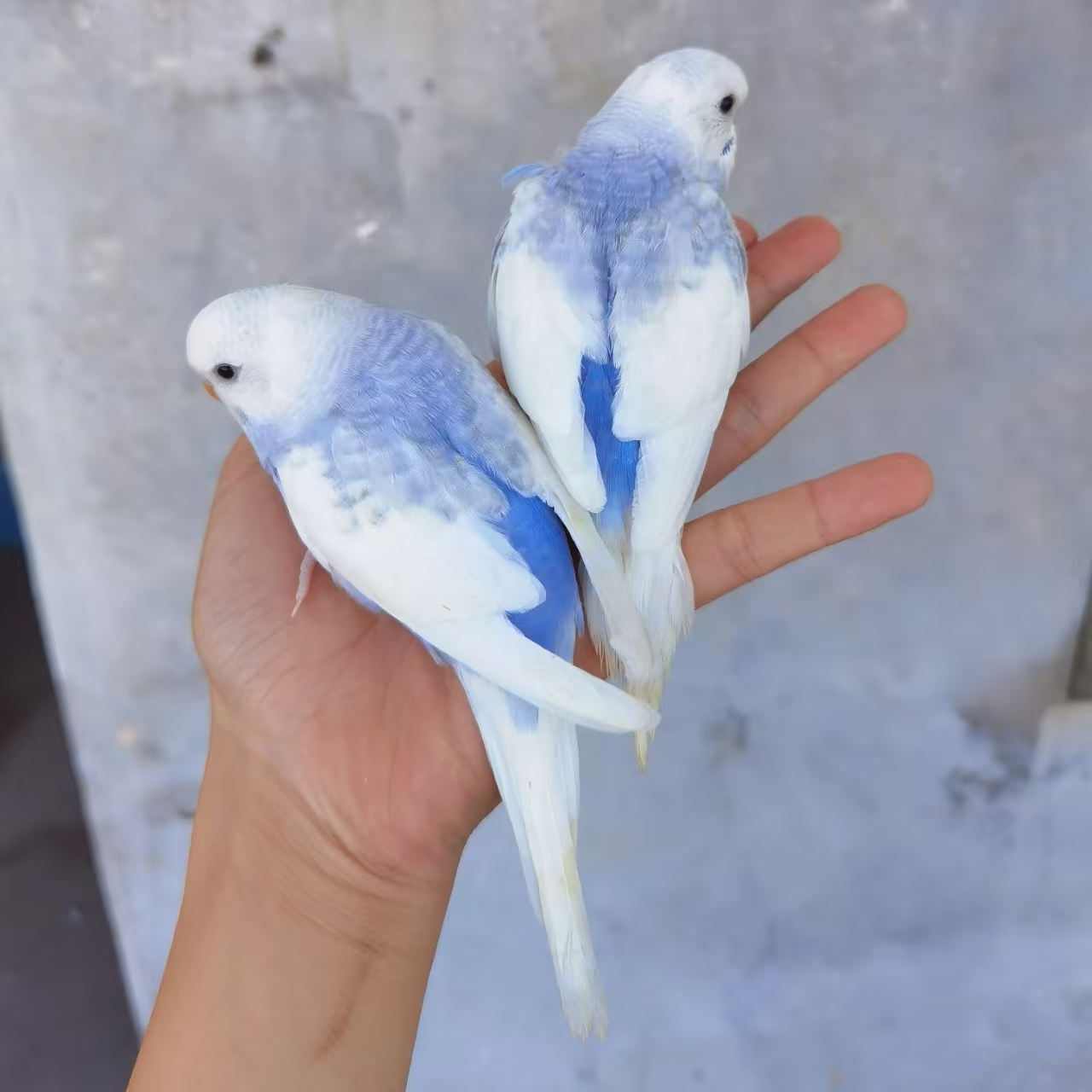 手养大头虎皮鹦鹉活鸟活物鹦鹉虎皮鹦鹉活鸟宠物运输包活 到手