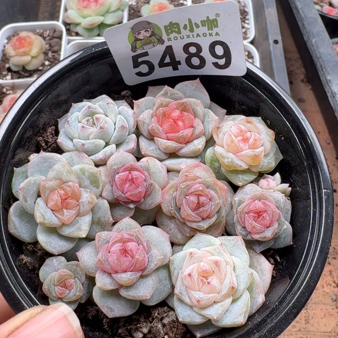 多肉植物多肉植物