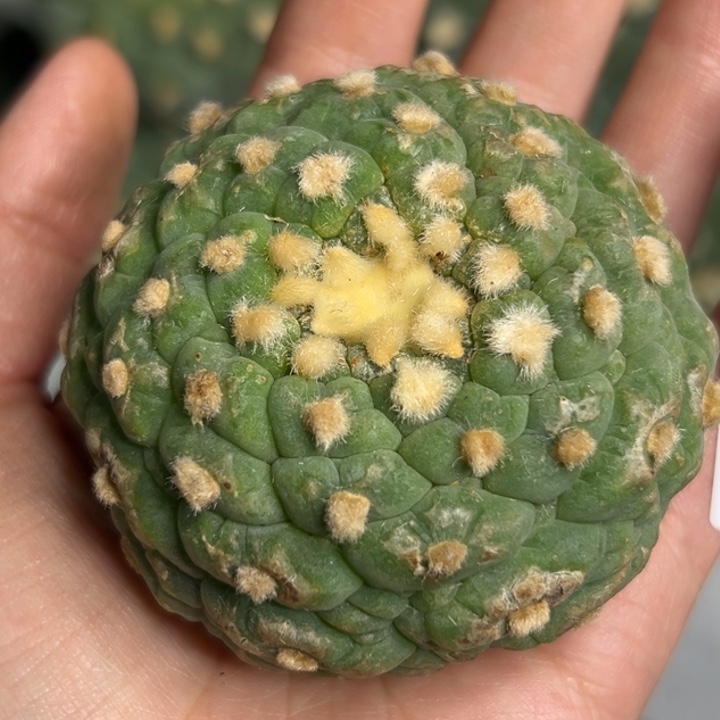 503 无根 仙人球仙人球