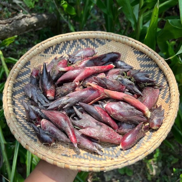 洋菏新鲜阳菏剑河洋菏姜现摘现发半斤起