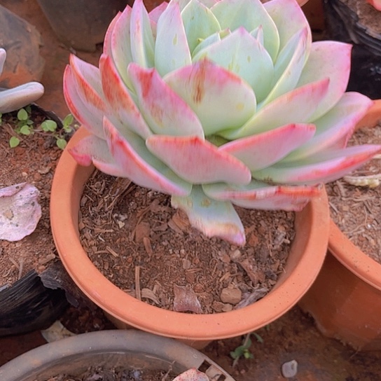 多肉植物。。。。。。。。。。。。。。。。。