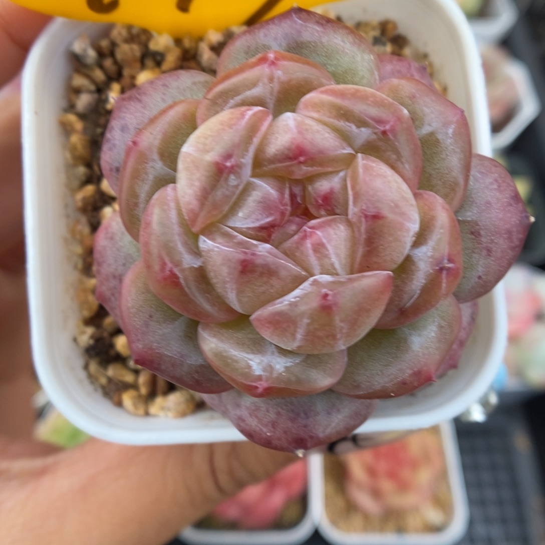 透心珍妮可拍449号