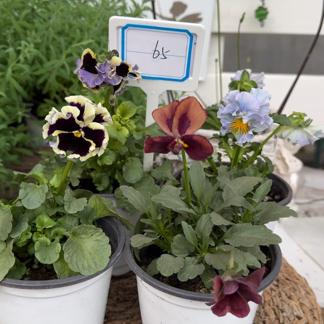 无花朵1228直播间角堇组合65号