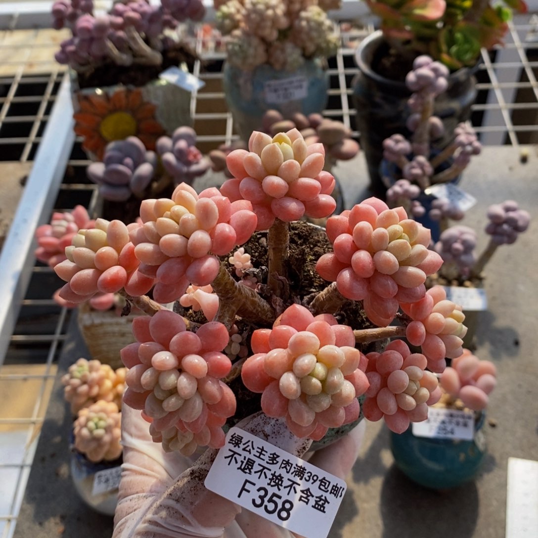 鱼子酱358/10c m多肉