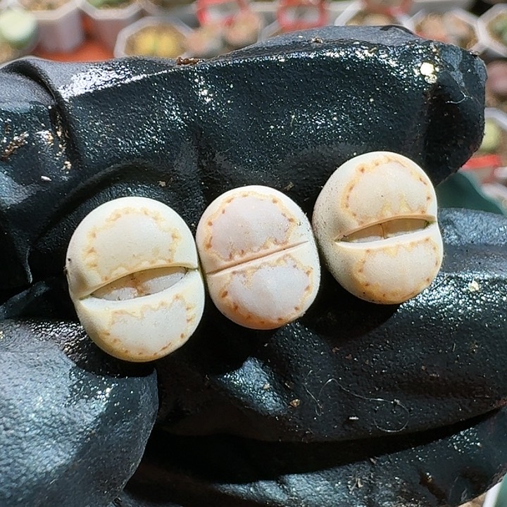 生石花14554。 125