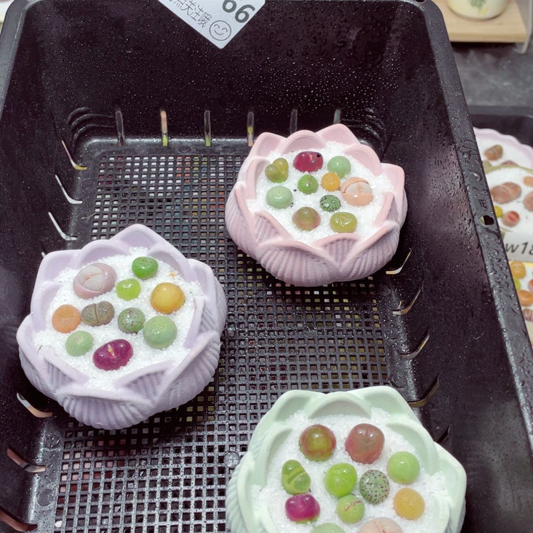 w1766一份一盆量拍